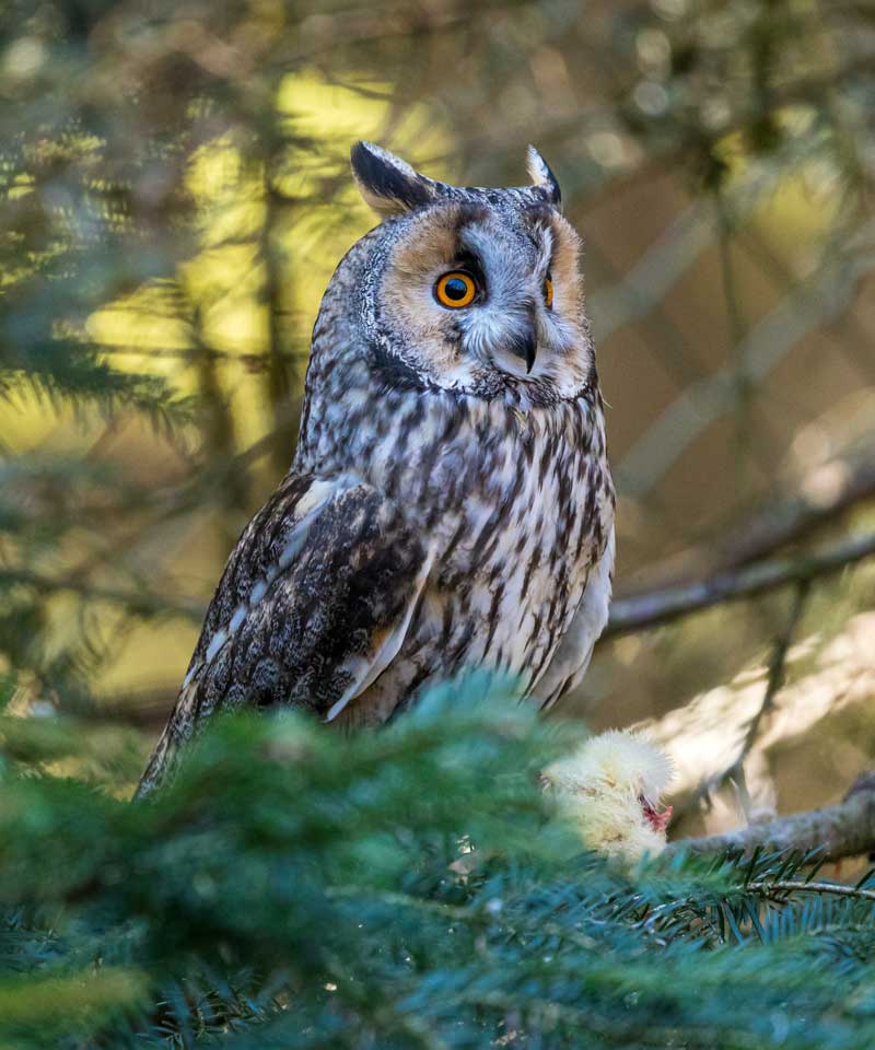 Vogels kijken